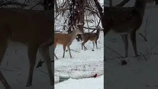 Whitetail Buck Hangin Out In The Snow! #nature #wildlife #bucks