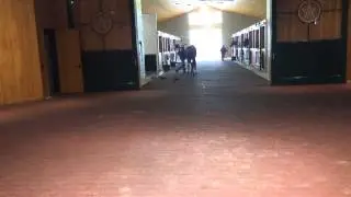 Revolutionary at WinStar Stallions