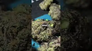 Hashburger: The Strain That Gives You Couch Lock & Mental Clarity?!