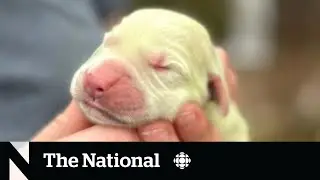 #TheMoment a golden retriever puppy was born with lime green fur