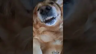 grumpy dog #grumpy#dog #goldenpup #funnypetsmoments  retriever
