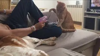 Day155: Cat Brother VS Watergun, Lazy Sofa Day, DJ Daddy & Night Walk Fun!