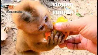 Update Axel 7:00AM:Glad baby pigtail Axel look a bit better,help Feed sweet mango for power|BM2276