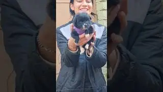 Dog adoption drive #Hopeforanimals #puppy #dog #doglover #pet #petlover #pettales