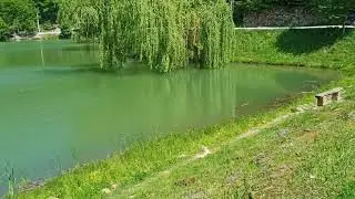 Lacul Vida