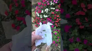 How to propagate impatiens #freeseeds #impatiens #propagate_Impatiens