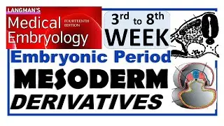 Langman Chapter#06(Part-II) | MESODERM Derivatives | Embryonic Period (3rd to 8th Week)