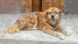&ldquo;She Was Covered in Tangles and Fleas, But Still Full of Love&rdquo;
