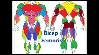 Major Muscle Groups: Basic Muscle anatomy