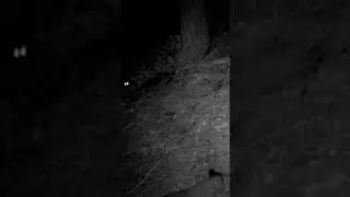 Curious Gray Foxes - Subscribe! @OldSoulOutdoors #foxes #wildlife #hunting #trailcam #hiking