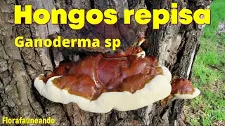 Hongos de la madera - g&eacute;nero Ganoderma