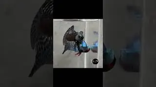 Amazing Alien Hibrid #shorts #viral #fish #cupang #betta #subscribe