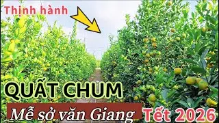 Quất Chum” Tại Làng / HOÀNG TRẠCH MỄ SỞ VĂN GIANG/ Đẹp Bất Ngờ 