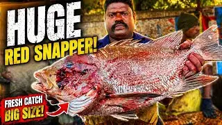 KASIMEDU SPEED SELVAM BLUEBBERLIP SNAPPER FISH 🐟 CUTTING VIDEO \ CUTTING FOCUS