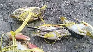 techniques for detecting male and female crabs