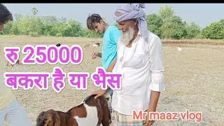 | vlog 4 | Mr maaz | | बकरा है या भैसा 😁 |