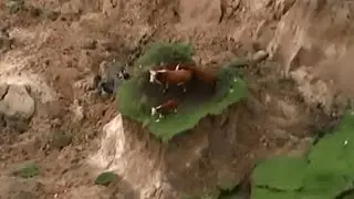 QUAKE SURVIVORS: Raw video of cows stranded by the New Zealand quake
