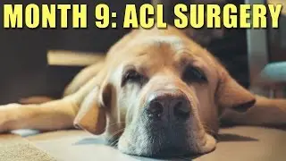 Month 9 Post Op ACL & Meniscus Surgery