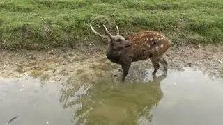 Visayan Spotted Deer, Newquay Zoo (25th June 2019)