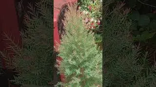 Cedar tree 🌳 &hearts;️