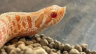 セイブシシバナヘビは最高のペット！？