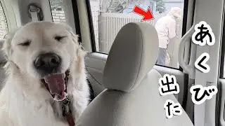 ばあやんの用意がなかなか出来ず待ちくたびれてあくび出た・・・。　#メイちゃんねる