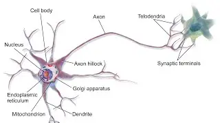 neural and control coordination  part1