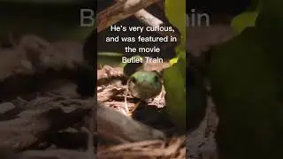 Boomslang attack caught on camera! #venomoussnakes #venomous #boomslang #reptiles #caughtoncamera