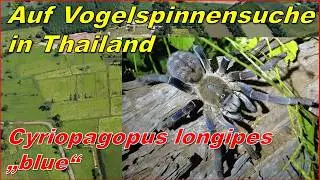 Tarantulas in nature...Cyriopagopus longipes 
