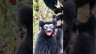 5778 #short #shorts #viral #shortsviral #animal #mili Khadanga 2M Lovely collection 💕&hearts;️