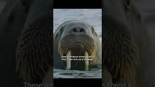 Наконец-то выяснилось, для чего нужны моржовые усы. # #дикая природа #шорты #животные