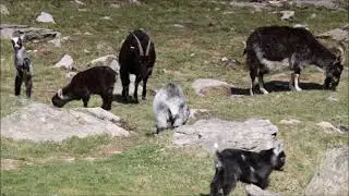 Spring has sprung at Valley of Rocks #lynton #goats #spring #wildlifephotography