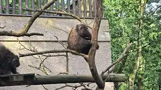 New World porcupine / Baumstachler at the Zoo Decine 🙂🥰 #2025 #zoo #animals #wildlife