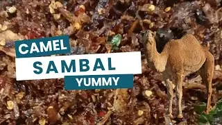 Camel sambol 🐪 #camel #srilankanfood #cookingfood #homemade #food #maldivefishsambole