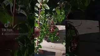 C&Oacute;MO REPRODUCIR FUCSIA O Pendientes de la Reina por ESQUEJES #shorts #plantas #youtubeshorts