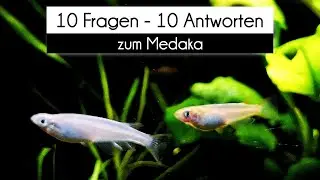 10 Fragen - 10 Antworten zum Medaka (#69)
