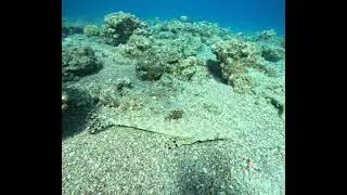 Stealthy Crocodilefish at the Caves, Red Sea | Underwater Predator