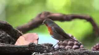 VIDEO AVES