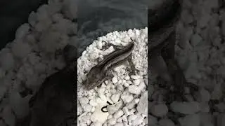 Why Did The Tail Fall Off My Gecko? #animals