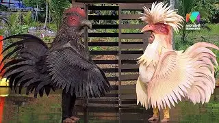 ഒരു Feel Good 'കോഴി പ്രണയം' 🐔🫶🏽 #ocicbc2  Ep 240