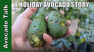 A Holiday Avocado Story 🥑Avocado Talk🥑