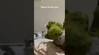 Teasing lily with crocodile😸
