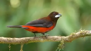 Crimson-backed Tanager in Colombia