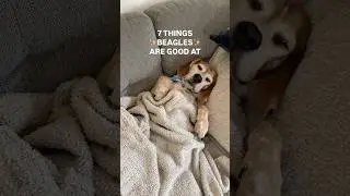Honestly, this list is endless 😂 #dogslife #puppy #beagles #pets #funnydogs