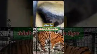 Compare the weight of African lion and Siberian tiger .