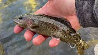 Tenkara fly fishing Jan 6, 2024 - Tanuki Pocket Ninja 290 rod
