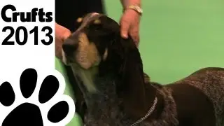 Any Variety Import Register Hounds' - Crufts 2013