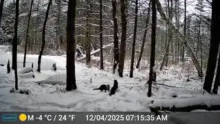 Adirondack otters playing around in the snow..