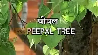 Health Benefits of Peepal Tree | Acharya Balkrishna