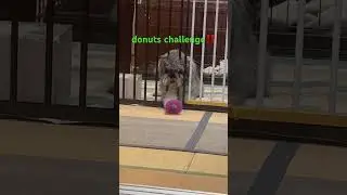 donuts challenge  # dog  #challenger